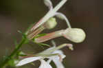 Cardinal flower